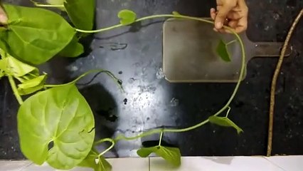 गिलोय का काढ़ा (प्लेटलेट्स बढ़ाने के लिए) _Giloy ka kadha (to increase platelets)