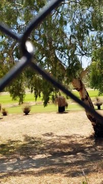 Fire Fighting Helicopters Collecting Water for Fires in Western Australia