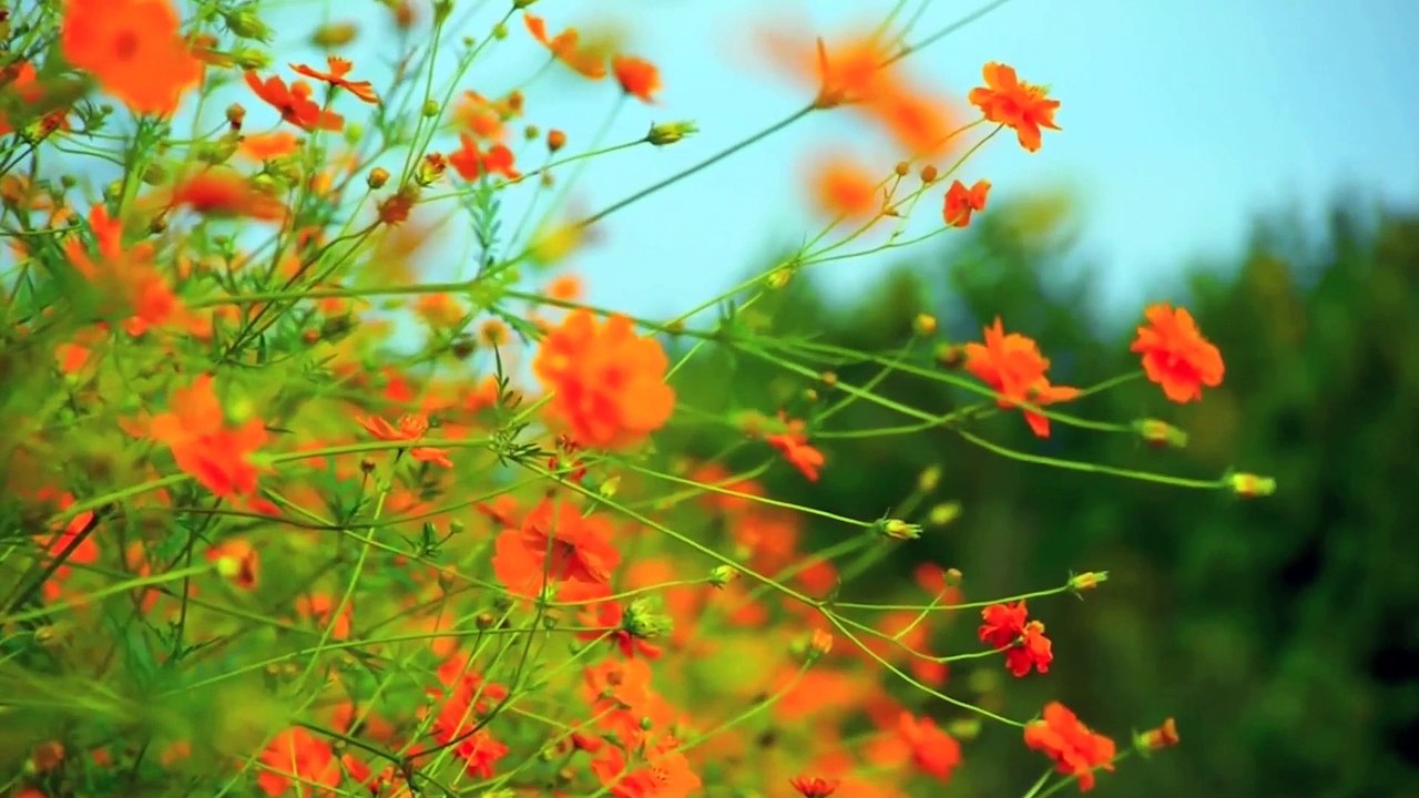 All the Mistakes That Doomed the Donner Party