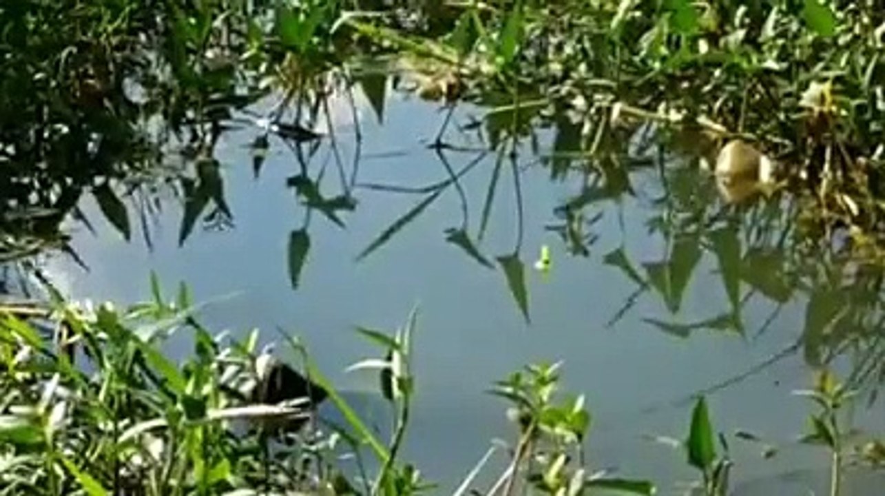 Mancing di rawa