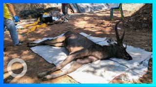 死んだ鹿の体内から約7キロのゴミ見つかる タイの国立公園 - トモニュース