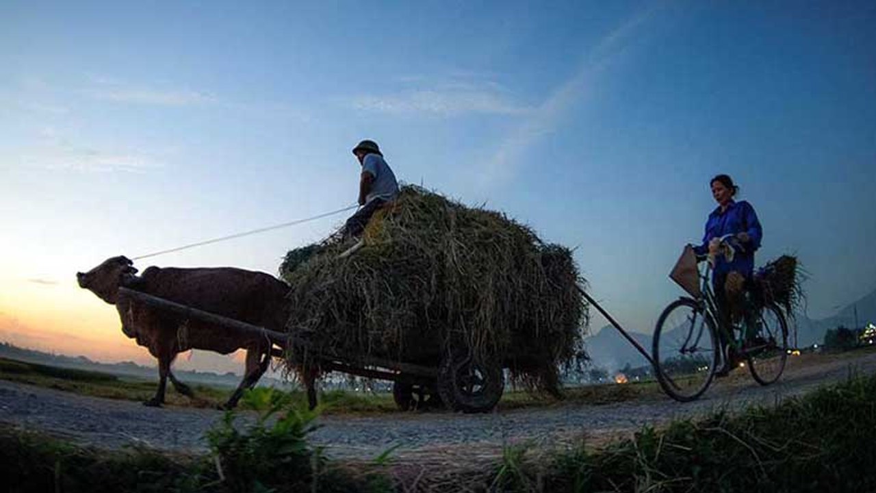 Cuộc sống nhà nông - 21/02/2020