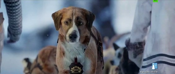 LA LLAMADA DE LO SALVAJE - Clip de la Película - Nuevo perro líder