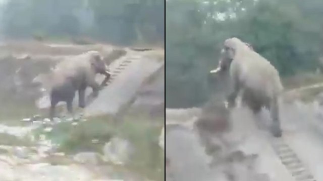 Viral Video : Smart Elephant Climbing Staircase, But Heart Breaking