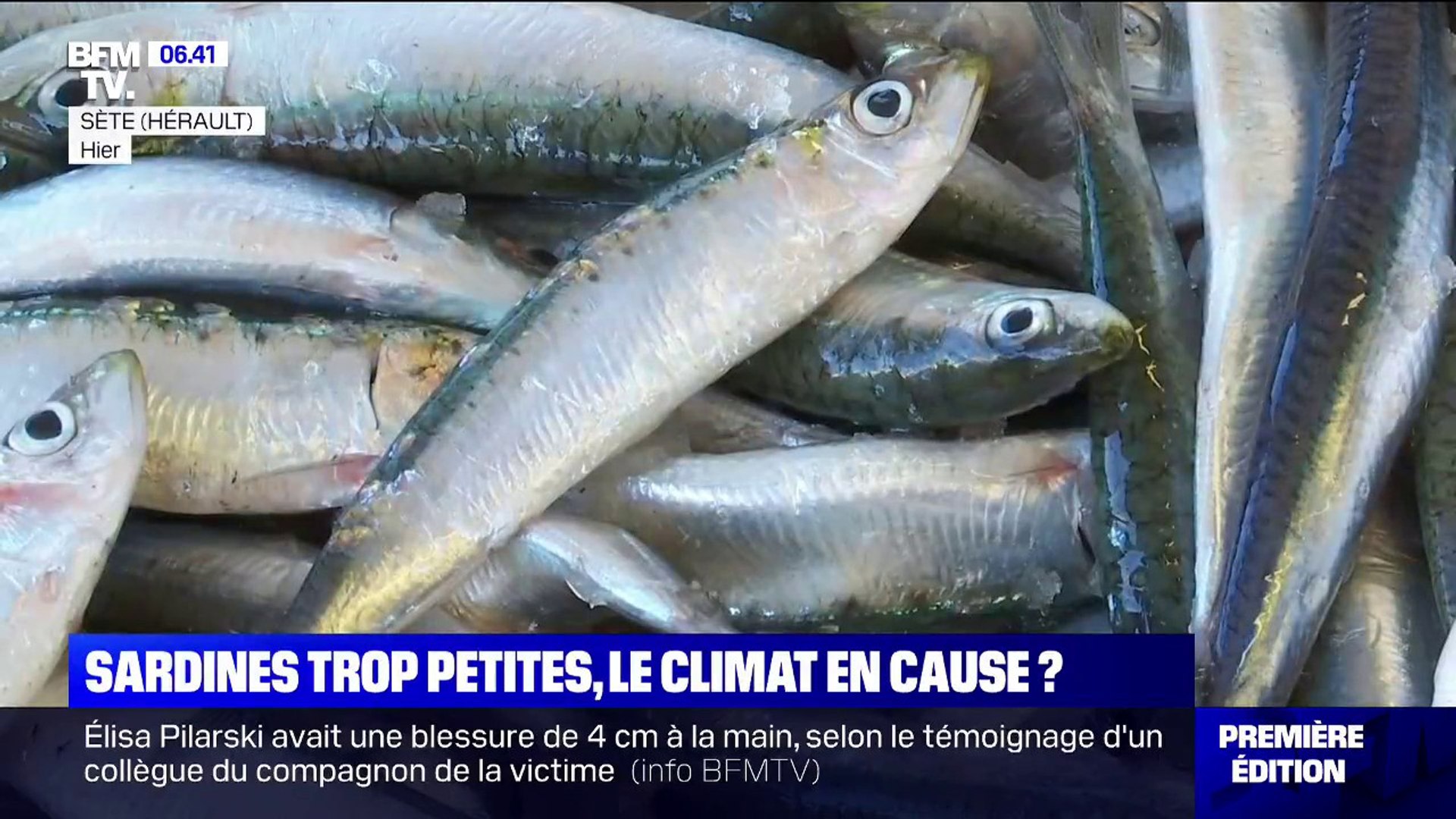 Menacées par le réchauffement climatique, les sardines sont de plus en plus  petites