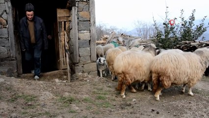 Besicinin ikiz ve üçüz kuzu sevinci