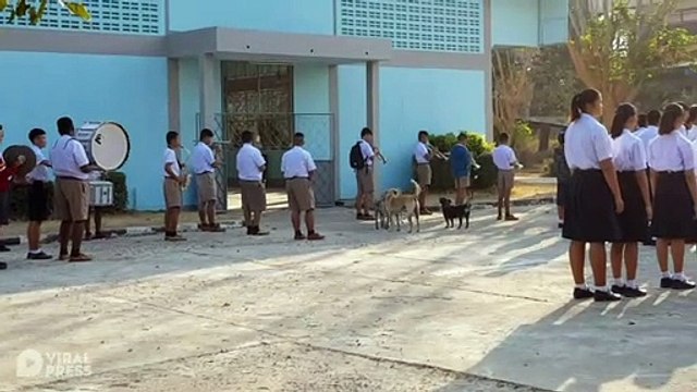 Stray Dogs Howl Along To Marching Band National Anthem