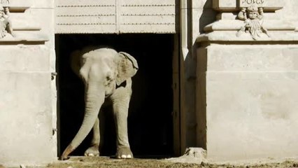Merecida jubilación para la elefante Mara