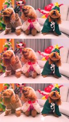 Funny Dogs Cute and Funny Dog Videos Compilation #21