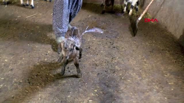 Tunceli ovacık'ta hayvancılık yapan vatandaşlar, zorlu kış şartlarını atlatmaya çalışıyor