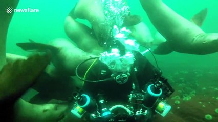 'Just like a group of puppies': Raft of curious sea lions swarm scuba diver off Vancouver's coast