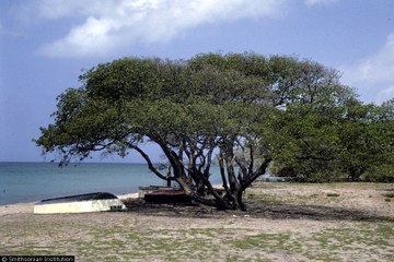 Cet arbre est considéré comme le plus dangereux au monde