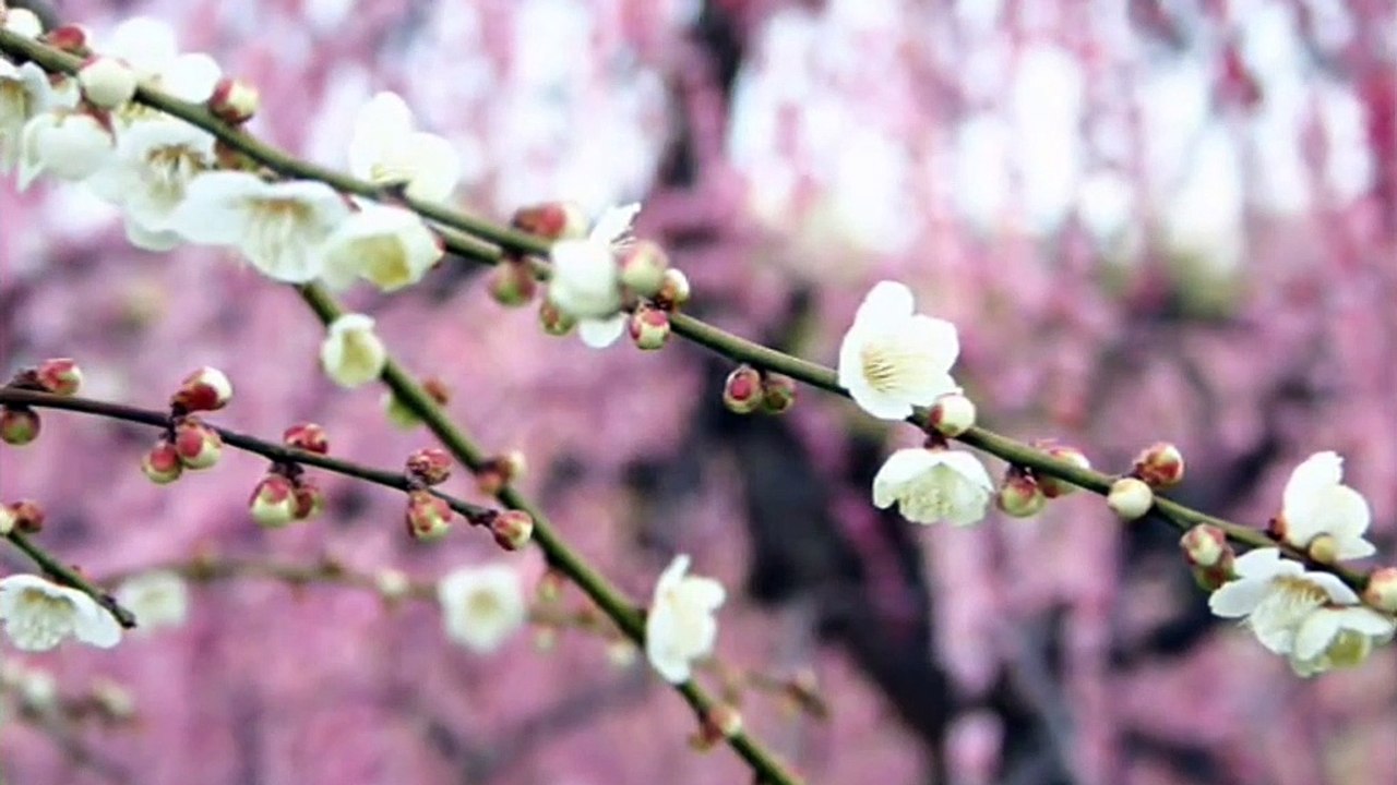 （たおやかインターネット放送)2020年2月20日名古屋市農業センターしだれ梅と動物との触れ合いNagoya City Agricultural Center Interaction between weeping plums and animals