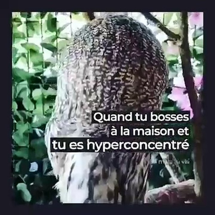 Quand tu bosses à la maison