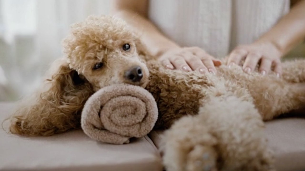 Du willst dein Haustier verwöhnen? Hier sind 11 Ideen!