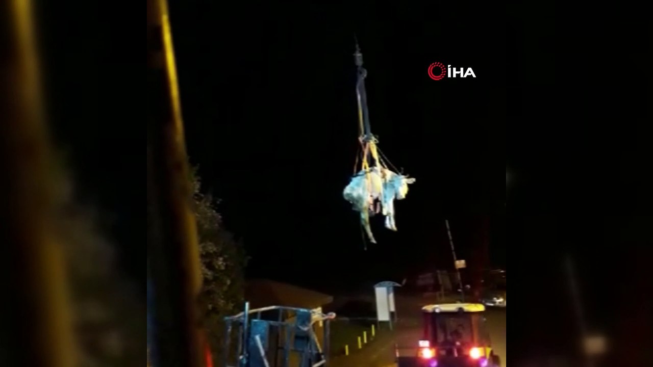 Uçurumda ağaca asılı kalan inek kurtarıldı