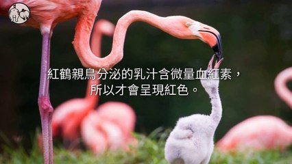 CollectionVideo-petmao_curation-petsmao.nownews-copy1-PetsMaoParser-2020/02/21-09:30