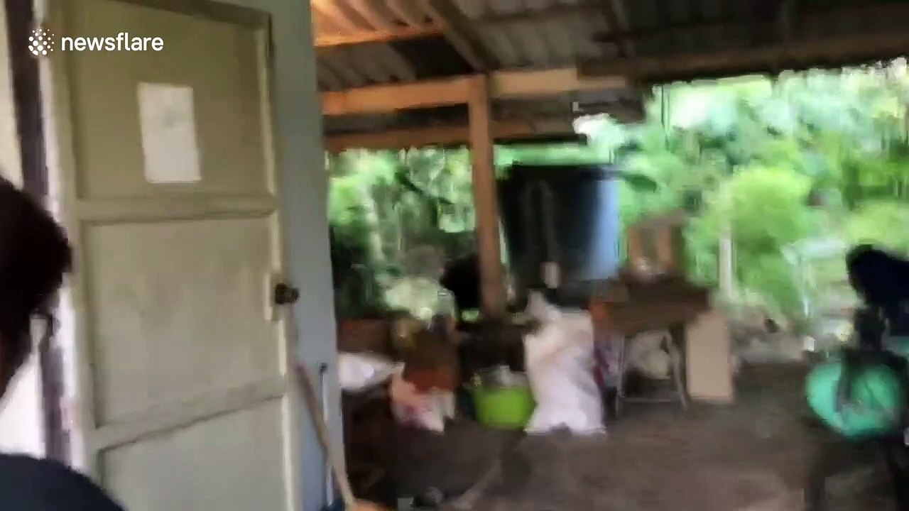 Thai housewife fights off king cobra by spraying mosquito repellent in its eyes