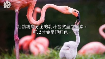 CollectionVideo-petmao_curation-petsmao.nownews|petmao_curation_mobile-copy3-PetsMaoParser-2020/02/21-09:30