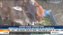 Kementan Dorong Peningkatan Populasi Sapi Dalam Negeri