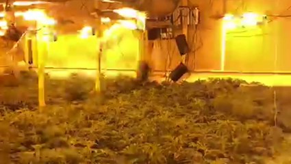 Police discover £2million cannabis farm the size of a football pitch