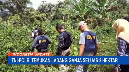 Penemuan Ladang Ganja Puluhan Pohon Dicabut dan Dimusnahkan!