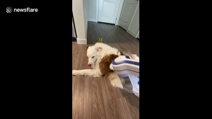 US pet owner says 'having deaf dog is great' as he can vacuum her clean