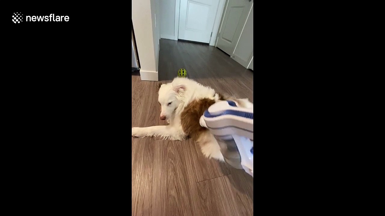 US pet owner says 'having deaf dog is great' as he can vacuum her clean