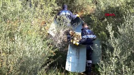 Muğla yaban domuzları için yemlikler yerleştiriliyor