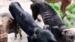 Fotos e vídeos chocantes mostram os maus tratos sofridos pelos cães