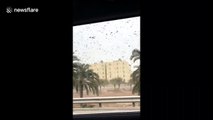 Swarm of locusts descends on Saudi city of Al Khobar