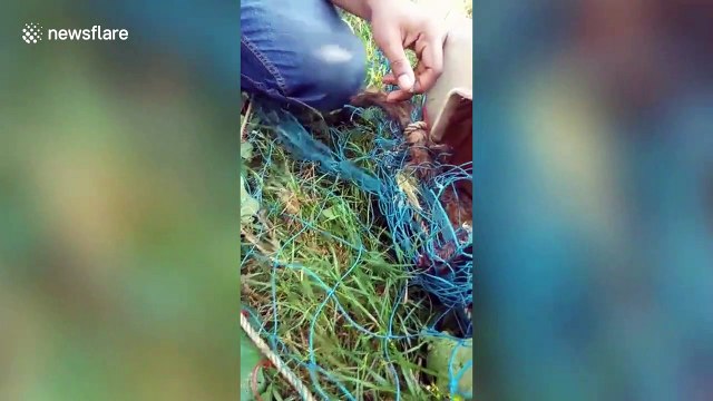 Large civet cat being rescued from deadly snare in eastern India