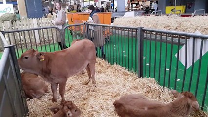 Le salon de l'agriculture s'apprête à ouvrir