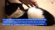 Un estudio dice que acariciar a tu mascota puede reducir el estrés