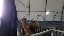 Les chameaux et dromadaires de Feignies prêts à partir pour le salon de l'agriculture