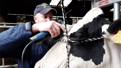 Jean-François Nys coiffeur pour vaches de Berlaimont prépare Olive pour le salon de l'agriculture
