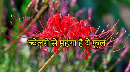 गोल्ड-डायमंड ज्वेलरी से महंगा है ये फूल, कीमत जानकर उड़ जाएंगे होश