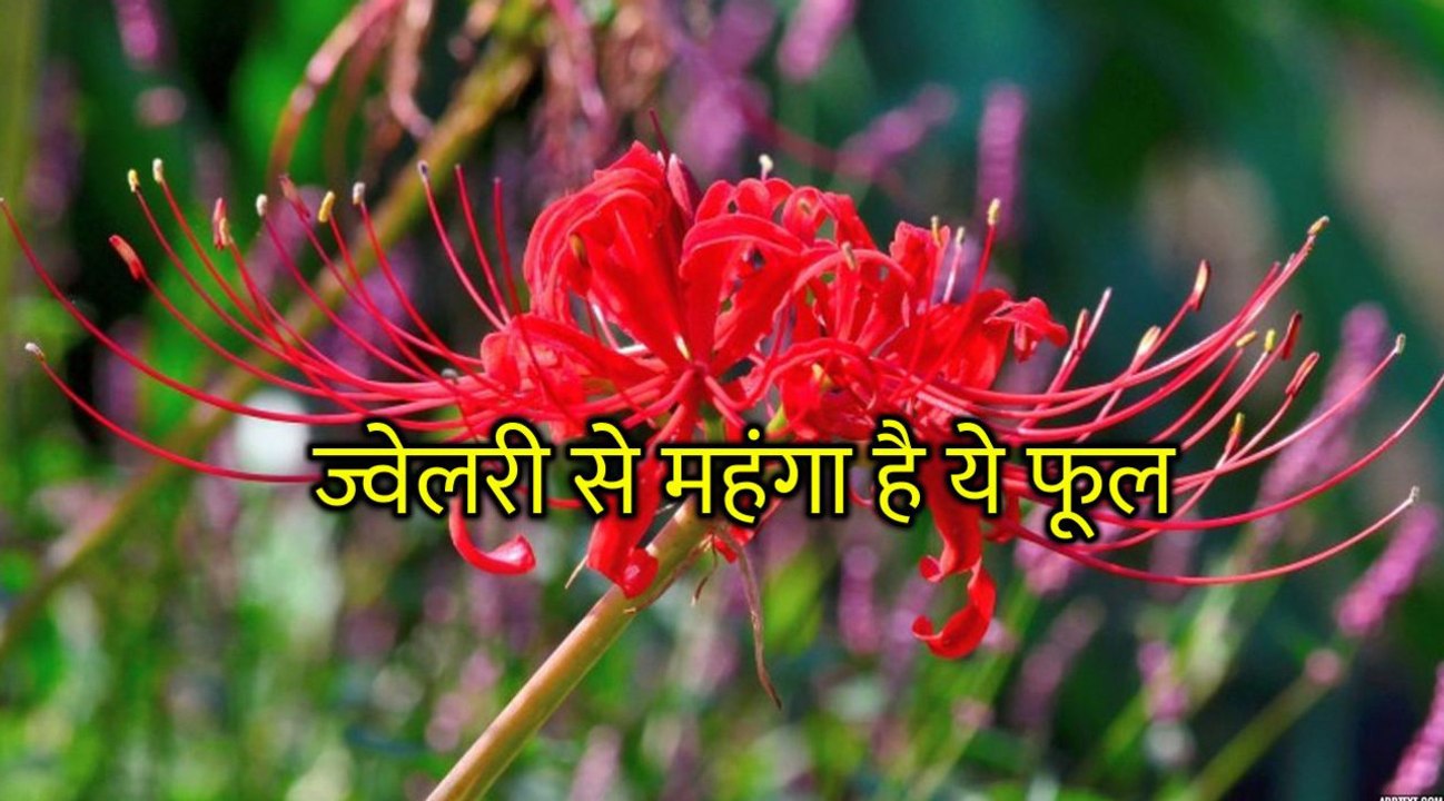 गोल्ड-डायमंड ज्वेलरी से महंगा है ये फूल, कीमत जानकर उड़ जाएंगे होश