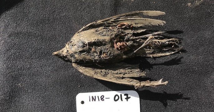 Un oiseau, prisonnier de la glace depuis plus de 45 000 ans, a été découvert en Sibérie