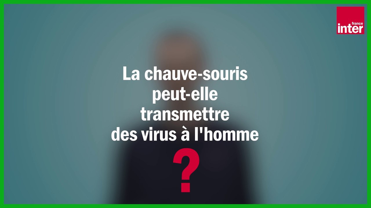 La chauve-souris peut-elle transmettre des virus aux humains ? par Julien Cappelle