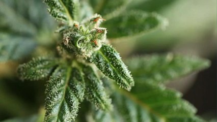 CBD 101: Your Ultimate Beginner's Guide to Benefits, Uses & Buying Tips 🌿