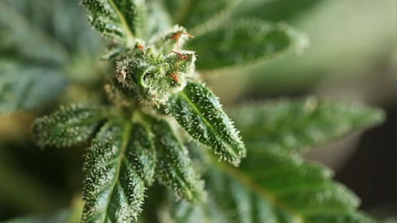 The Beginner's Guide to CBD