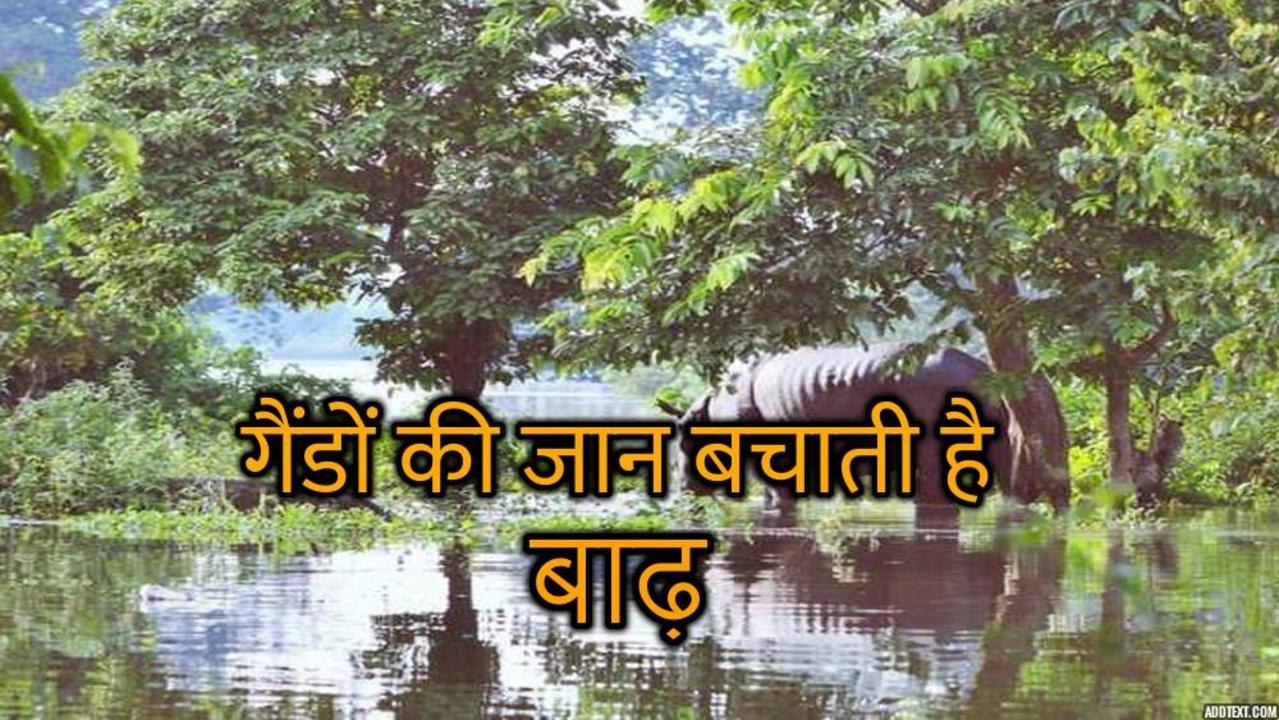 Assam Flood: गैंडों के अस्तित्व को बचाने के लिए...