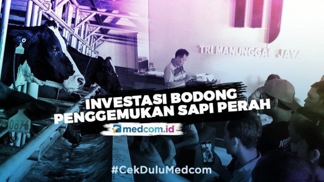 Highlight Primetime News Metro TV - Investasi Bodong Penggemukan Sapi Perah