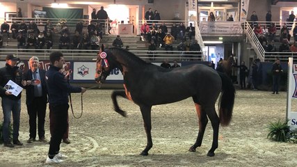 Le Salon des étalons de sport