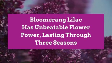 Bloomerang Lilac Has Unbeatable Flower Power, Lasting Through Three Seasons