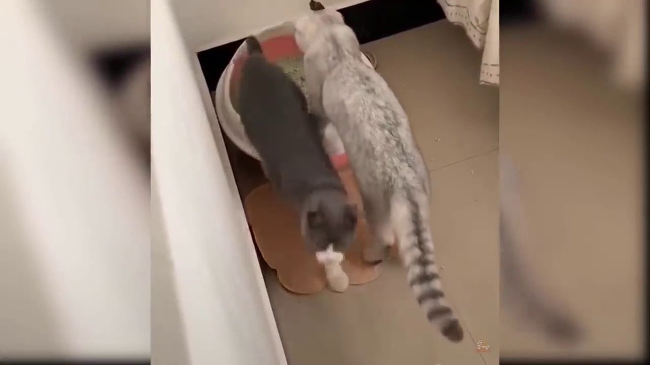 Baby Cats - Cute and Funny Cat Videos Compilation #8 - Aww Animals