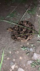 Timber Rattlesnake Unraveling in Texas