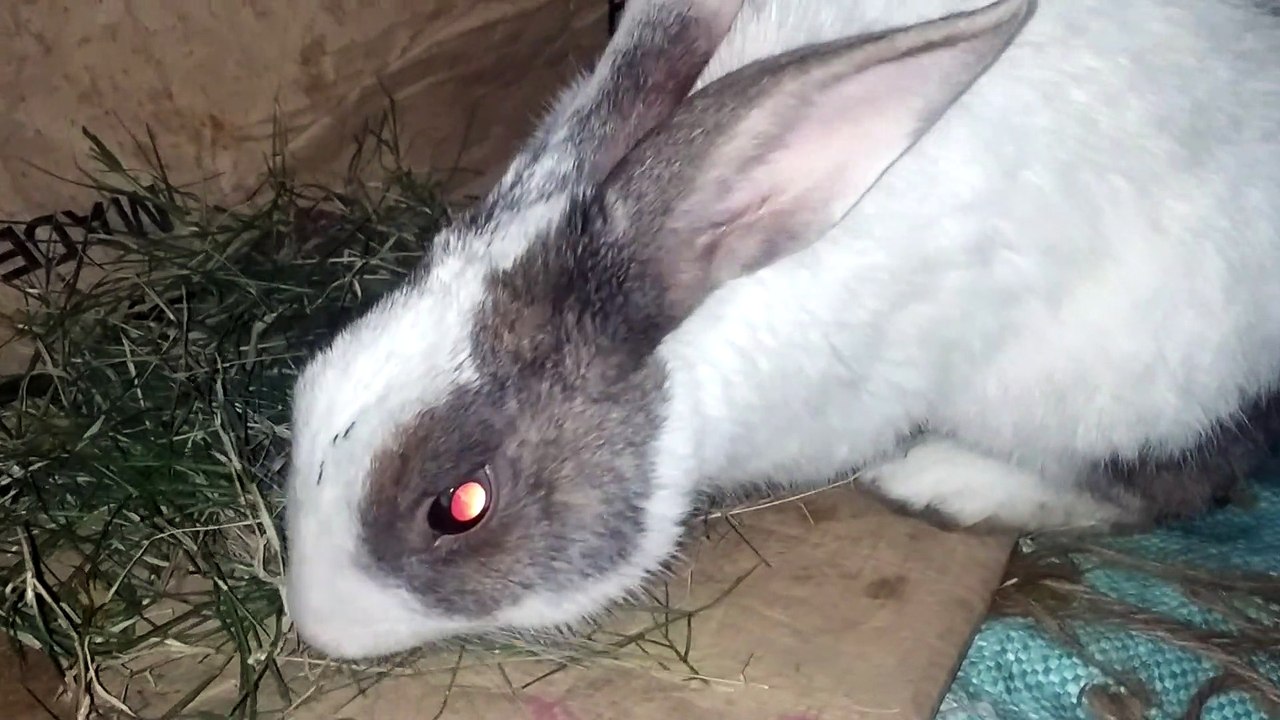 What a cute rabbit||Look pretty rabbit once