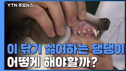 [설채현의 왜 이러는 개냥] '이 닦기 싫어하는 강아지' / YTN